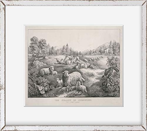 תמונות אינסופיות צילום: האחו באביב | הכבשים התאומות | 1867 | רביית צילום היסטורית